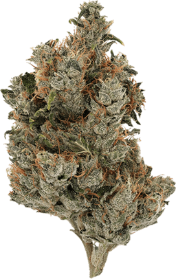 Gator Breath